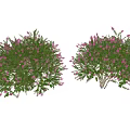 Pink Flowering Shrubs with Green Leaves Garden Bushy Outdoor Plants Decor