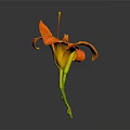 Vibrant Orange Flower With Green Stem As Garden Horticultural Accent Piece