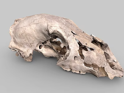 Detailed View Of Ancient Animal Skull With Weathered Surface And Holes 3d model