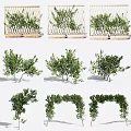 Decorative Green Plants Featuring Fence Bushes Arched Hedges And Various Shapes