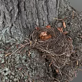 Bird's Nest Bird's Nest Tree Branch Bird's Nest Scanning Bird's Nest Scanning Bird's Nest Tree Nest 3d model