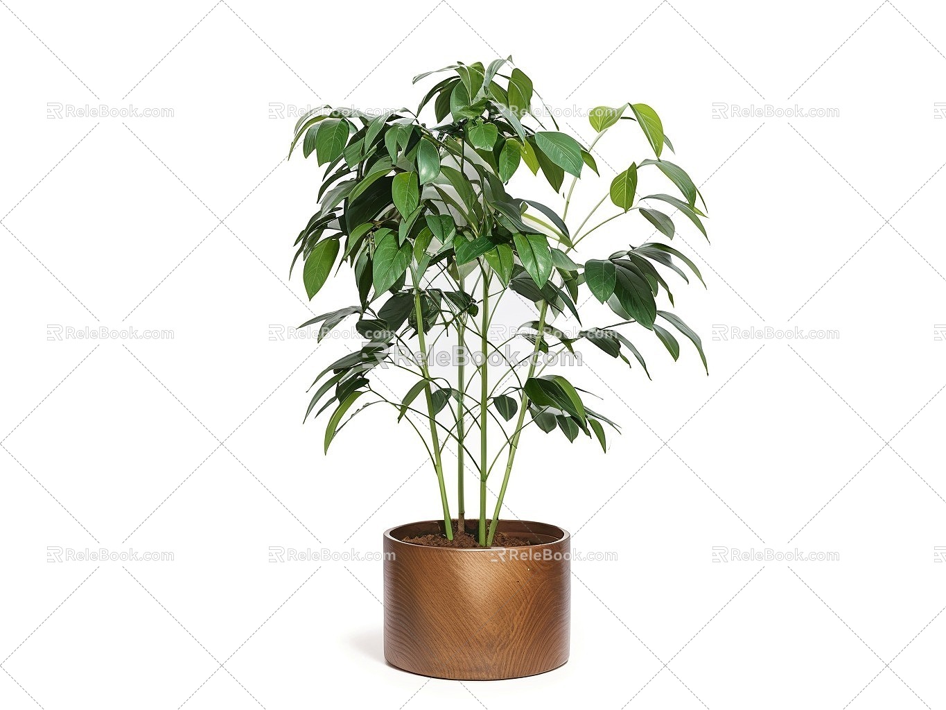 Plant Bonsai Bonsai 3d model