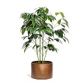 Plant Bonsai Bonsai 3d model