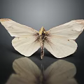 Detailed View Of White Moth Displaying Delicate Wing Texture On Dark Background With Reflection
