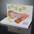 Pelvic Organs Detailed Anatomical Model With Cellular Structures And Medical Illustrations