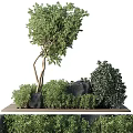 Elegant Bonsai Plant Arrangement with Curved Tree Green Shrubs and Black Rocks on Wooden Base