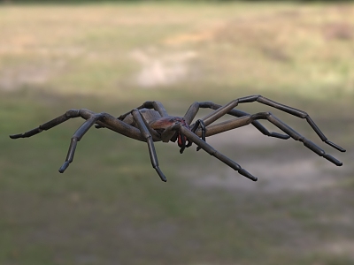 Red-tooth wandering spider creature animal model