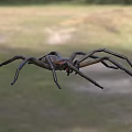 Brown Reptile Lizard With Long Legs Crawling On Green Grassland Terrain