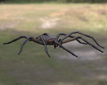 Red-tooth wandering spider creature animal 3d model