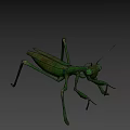 Realistic Green Praying Mantis 3D Model With Detailed Body Structure