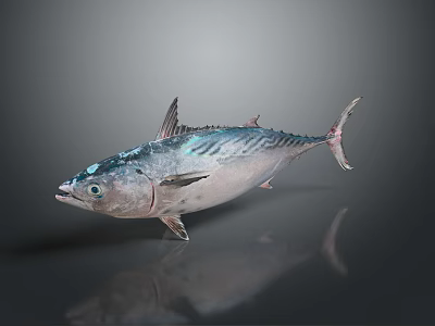 Fresh Tuna Fish With Silver Body Black Eyes And Fins On Surface 3d model