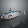 Fresh Tuna Fish With Silver Body Black Eyes And Fins On Surface