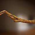 Natural Stone and Wood Branch with Green Moss and Organic Texture