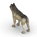 Realistic 3D Wolf Model With Gray And White Fur In Standing Posture On White Background