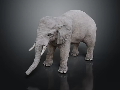 Gray Elephant With Ivory Tusks Standing On Dark Reflective Surface 3d model