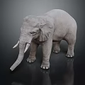 Gray Elephant With Ivory Tusks Standing On Dark Reflective Surface 3d model