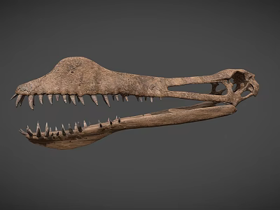 Dinosaur Skull Fossil Exhibiting Skeletal Organ Features With Sharp Teeth And Anatomical Structure 3d model