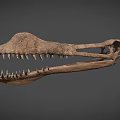 Dinosaur Skull Fossil Exhibiting Skeletal Organ Features With Sharp Teeth And Anatomical Structure