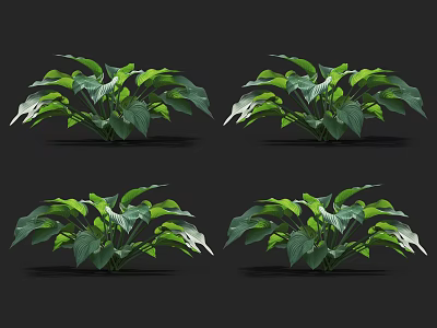 Lush Green Leafy Plants With Broad Vibrant Foliage On Black Background 3d model