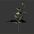 Vibrant Decorative Plant With Green And Purple Leaves On Thin Stem