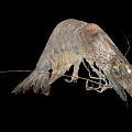 Aquatic Animal Shrimp With Long Antennae Multiple Legs Grayish Brown Spotted Body On Black Background