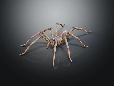Brown Spider With Long Legs Patterned Body And Prominent Eyes On Dark Background 3d model