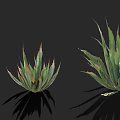 Aloe Plants With Red Flowers In Various Sizes On Black Background With Reflections