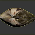 Natural Brown Pink Shell With Spotted Texture And Shiny Surface On Dark Background