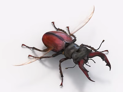Red and Black Flying Beetle with Spread Wings and Large Mandibles on White Background 3d model