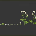 Plants with White Small Flowers and Green Leaves on Dark Surface Gray Background Reflections