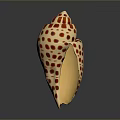 Aquatic Animal Conch With Red Spotted Shell On Gray Background With Reflection 3d model