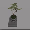 Small Green Leaf Bonsai Tree in Black Pot with Square Base on Light Background