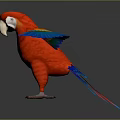 Modern parrot Xuinfeng parrot budgerigar monk parrot Shang parrot 3d model