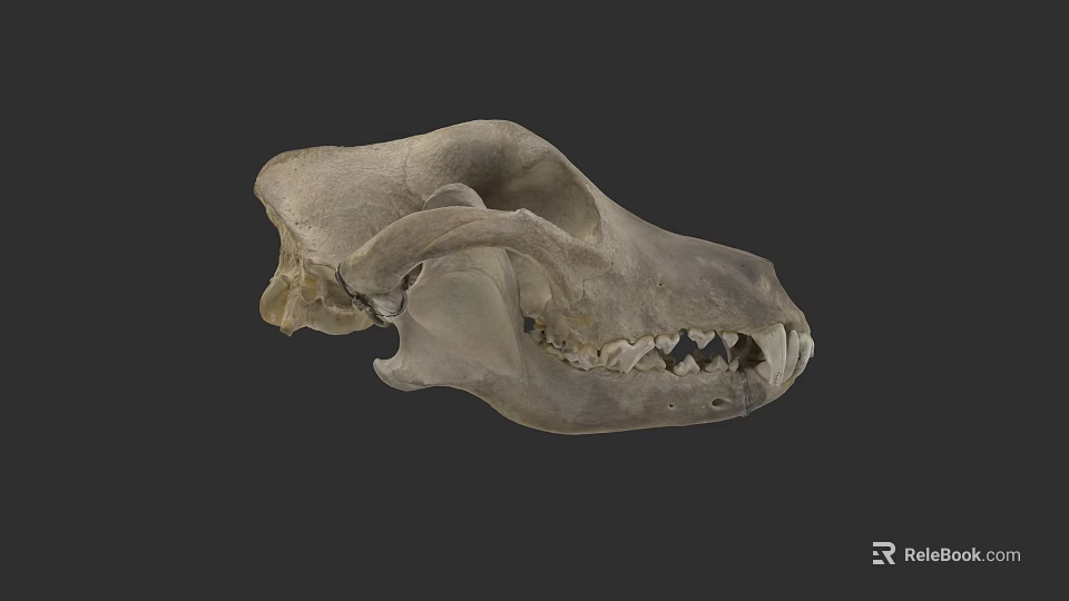 Anatomical Animal Skull Skeleton With Detailed Bone Structure And Visible Teeth 3d model 