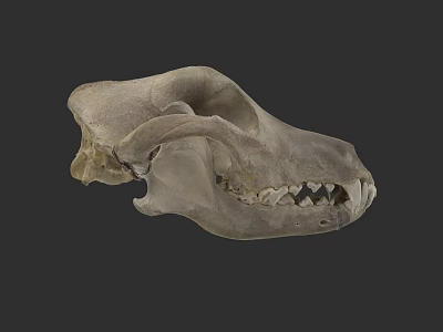 Anatomical Animal Skull Skeleton With Detailed Bone Structure And Visible Teeth 3d model