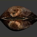 Organ And Hair Related Structure With Brown Shell Striped Surface