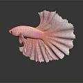 Pink Betta Fish With Large Fins White Edges And Reflection On Dark Background