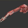 Muscle Human Muscle Human Muscle Human Muscle Tissue Human Organ 3d model