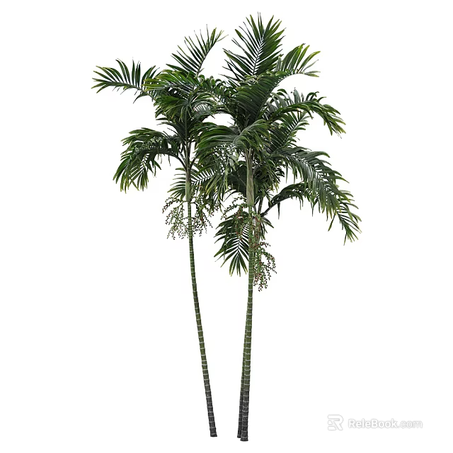 Tall Palm Trees with Lush Green Fronds Slender Trunks and Small White Flowers 3d model 