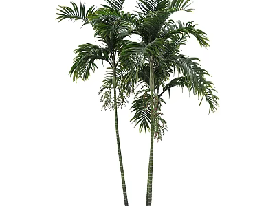 Tall Palm Trees with Lush Green Fronds Slender Trunks and Small White Flowers 3d model