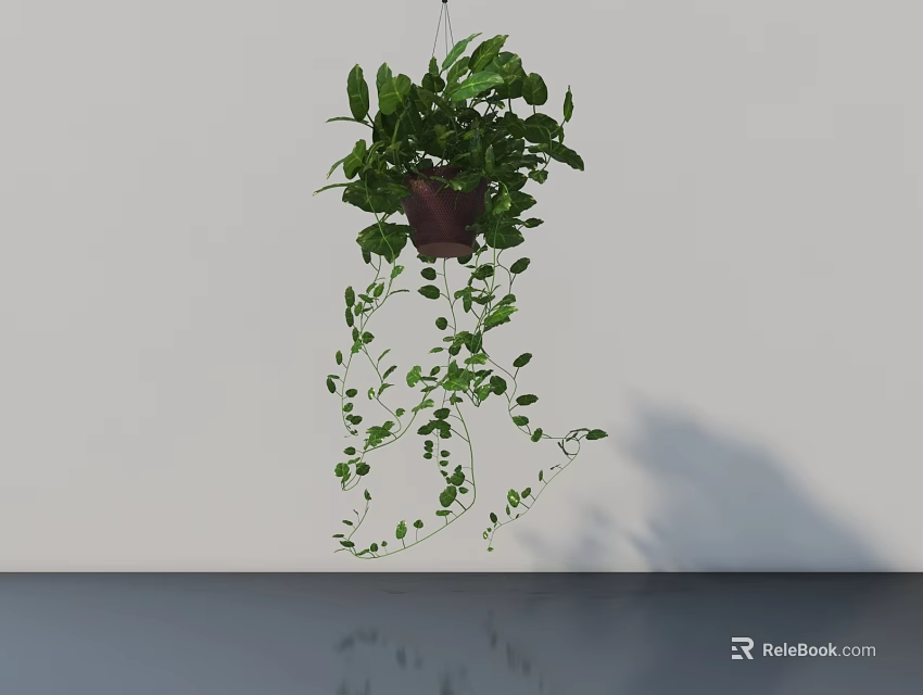 Lush Green Hanging Basket Plant With Trailing Vines Against White Wall And Reflective Floor 3d model 
