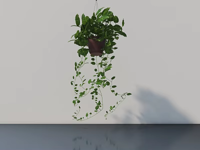 Lush Green Hanging Basket Plant With Trailing Vines Against White Wall And Reflective Floor 3d model