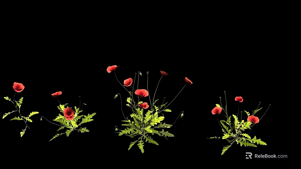 Blooming Red Poppies With Green Leaves On Black Background 3d model 