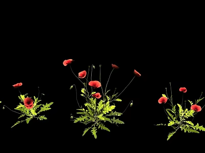 Blooming Red Poppies With Green Leaves On Black Background 3d model