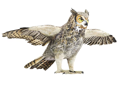 Great Horned Owl With Spread Wings Detailed Feathers And Yellow Eyes In Standing Pose 3d model