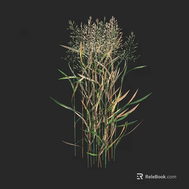 Tall Grass with Slender Stems Green and Yellow Leaves in Natural Form Against Black Background 3d model 