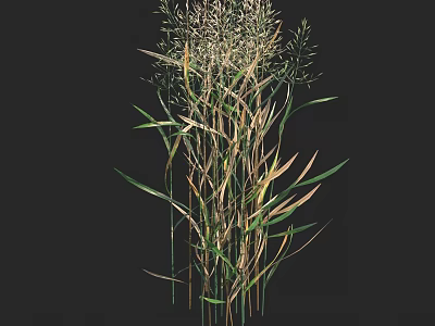 Tall Grass with Slender Stems Green and Yellow Leaves in Natural Form Against Black Background 3d model