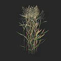 Tall Grass with Slender Stems Green and Yellow Leaves in Natural Form Against Black Background