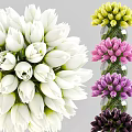 Fresh White Tulips Arranged in Transparent Glass Vase with Green Stems
