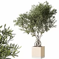 Bonsai Olive Tree With Lush Green Foliage And Exposed Roots In Square Pot